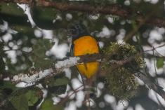 Surucuá de barriga amarela 3 <em>(3522)</em>