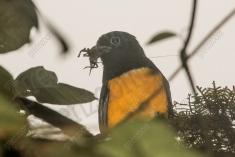 Surucuá de barriga amarela 4 <em>(3523)</em>