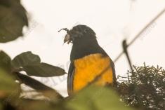 Surucuá de barriga amarela 5 <em>(3524)</em>