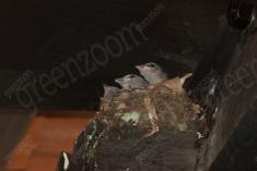 Sanhaço 3 <em>(3525)</em>