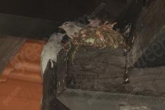 Sanhaço 4 <em>(3526)</em>