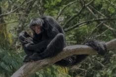 Macaco 45 <em>(3527)</em>