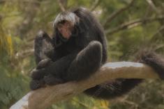 Macaco 46 <em>(3528)</em>