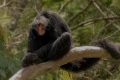 Macaco 47 <em>(3529)</em>