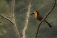 Tucano 7 <em>(3530)</em>