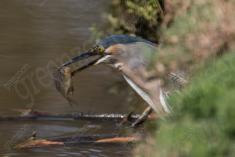 Socó 27 <em>(3531)</em>