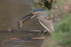 socó 25 <em>(3532)</em>