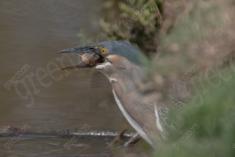 Socó 28 <em>(3533)</em>