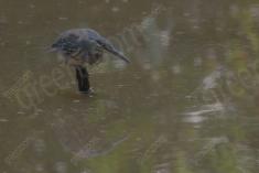 Socó 29 <em>(3534)</em>