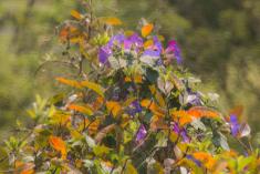 Flor 330 <em>(3535)</em>