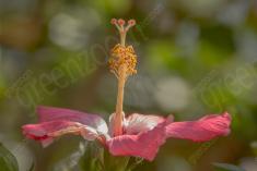 flor 331 <em>(3536)</em>