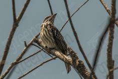 Peitica 5 <em>(3537)</em>