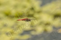 Libelula 97 <em>(3538)</em>