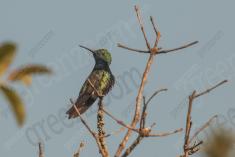 Beija Flor 74 <em>(3539)</em>