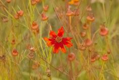 flor 332 <em>(3540)</em>