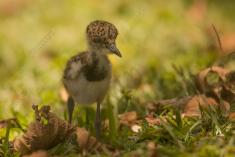 Quero quero 18 <em>(3541)</em>