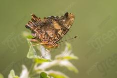 borboleta 434 <em>(3542)</em>