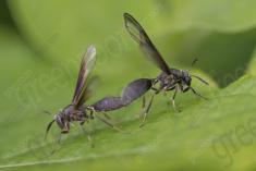 vespa 20 <em>(3544)</em>