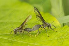 vespa 21 <em>(3545)</em>