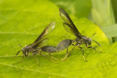 vespa 22 <em>(3546)</em>