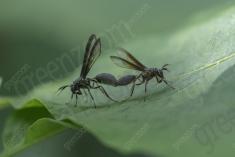 vespa 23 <em>(3547)</em>