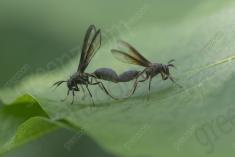 vespa 24 <em>(3548)</em>