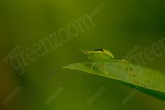 gafanhoto 17 <em>(3549)</em>