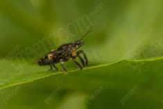 Mosca 22 <em>(3550)</em>