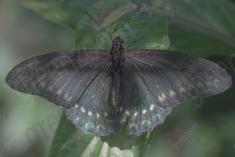 borboleta 431 <em>(3551)</em>
