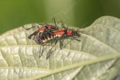 inseto 264 <em>(3552)</em>