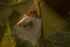 aranha 119 <em>(3553)</em>