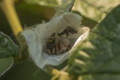 aranha 120 <em>(3554)</em>