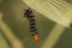 Lagarta 23 <em>(3555)</em>