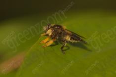 mosca 23 <em>(3556)</em>