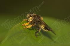 mosca 24 <em>(3557)</em>