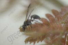 vespa 25 <em>(3558)</em>