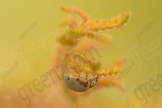 inseto 265 <em>(3559)</em>