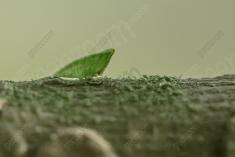 inseto 266 <em>(3560)</em>