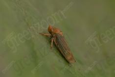 inseto 267 <em>(3561)</em>