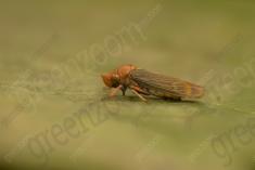 inseto 268 <em>(3562)</em>