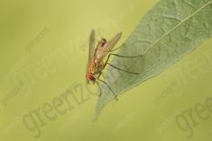 mosca 25 <em>(3563)</em>