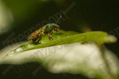 vespa 26 <em>(3564)</em>