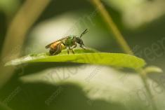 vespa 27 <em>(3565)</em>