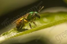 vespa 28 <em>(3566)</em>