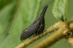 inseto 269 <em>(3567)</em>