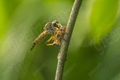 vespa 29 <em>(3568)</em>