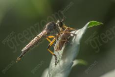 vespa 30 <em>(3569)</em>