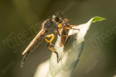 vespa 31 <em>(3570)</em>