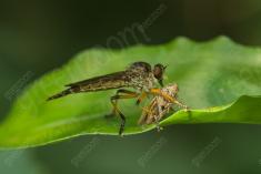 vespa 32 <em>(3571)</em>