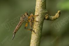 vespa 33 <em>(3572)</em>